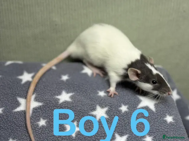 Rat rodents Super friendly baby rats - Advert 2