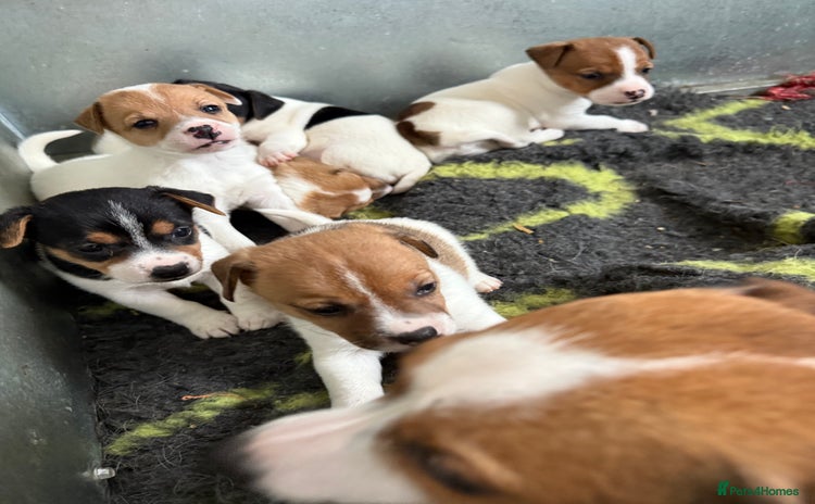 Jack Russell dogs - Advert 2