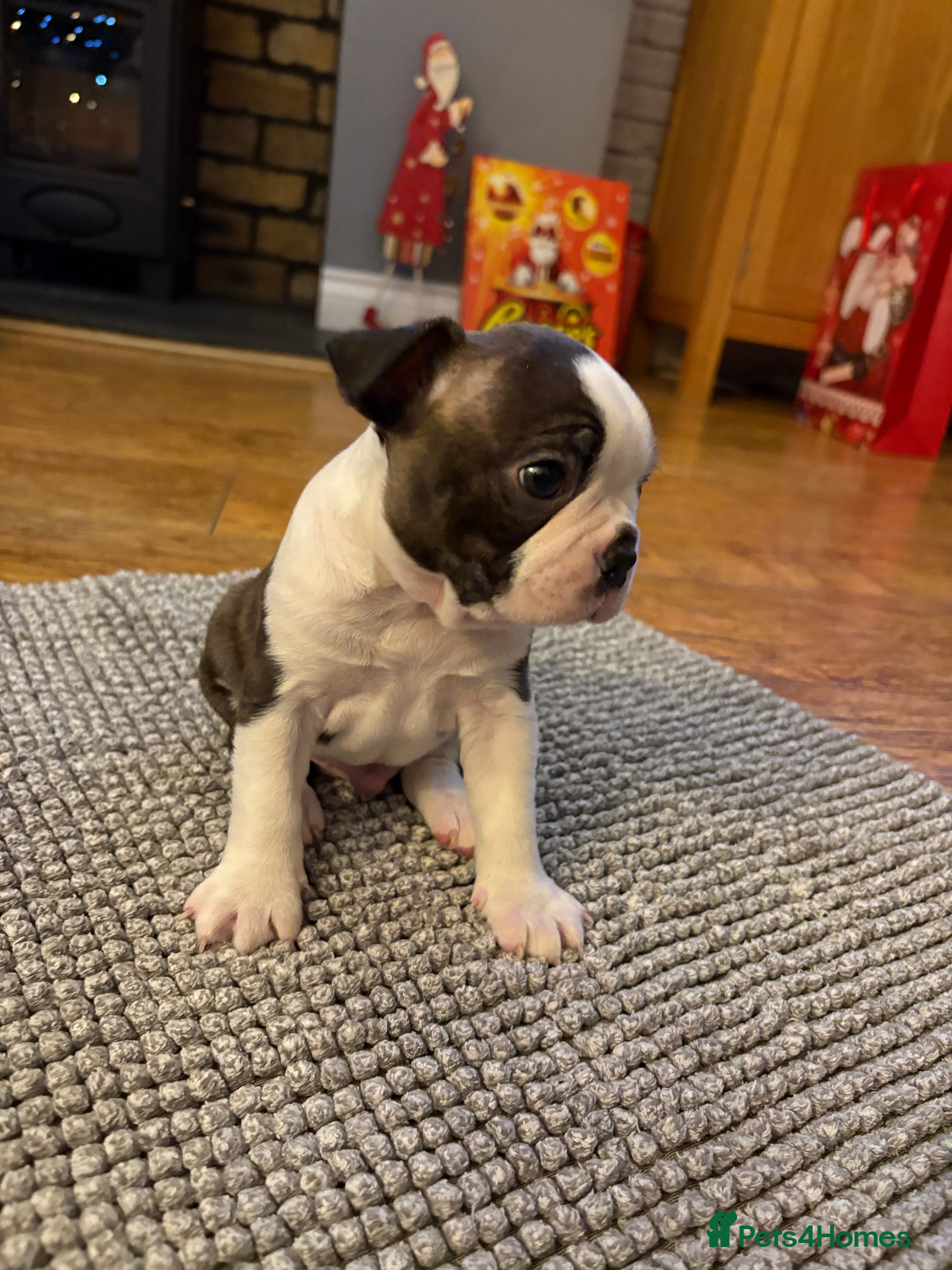 Boston Terrier dogs Boston Terrier Puppies. Ready in 2 weeks.  - Advert 1
