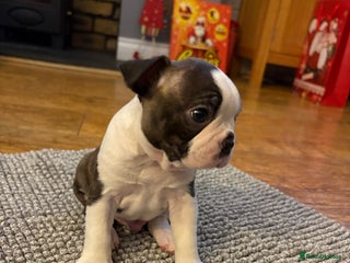 Boston Terrier dogs Boston Terrier Puppies. Ready in 2 weeks. - Advert 8