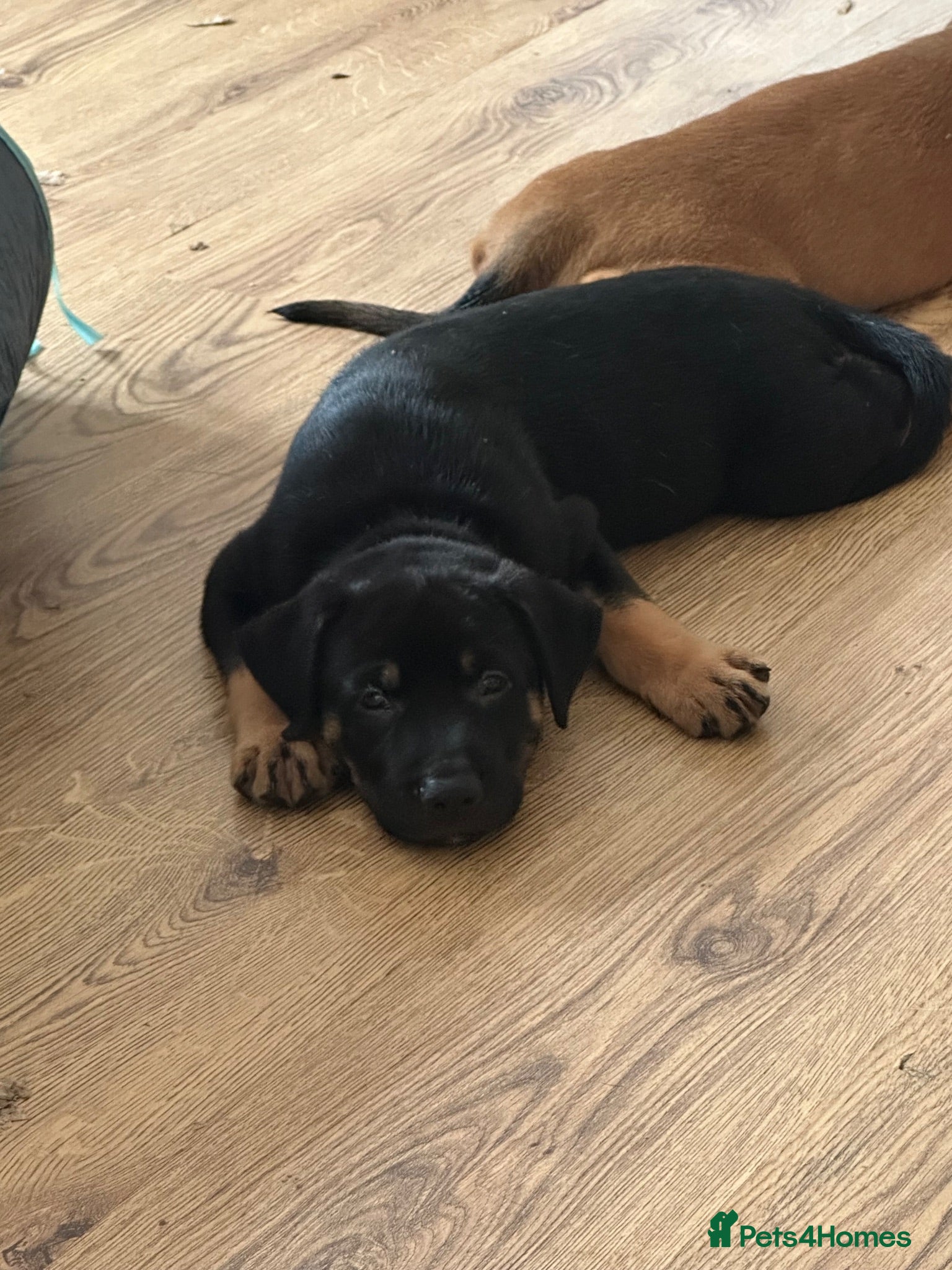 Mixed Breed dogs 2 boys available Belgium Malinois cross puppy’s  - Advert 1