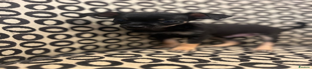 Russian Toy Terrier Puppy 1