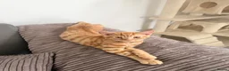 Mixed Breed cats for sale: Ace and tigger please read description  - Advert 8