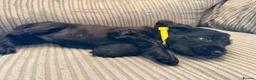 Cocker Spaniel dogs for sale: Beautiful show type cocker spaniel puppies - Advert 18