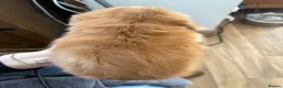 Miniature Dachshund dogs for sale: Shaded Red long hair mini Dachshund  - Advert 4