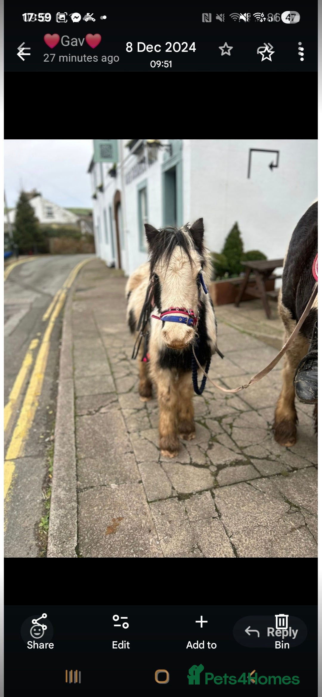 Shire horses for sale: Mini black and white cob - Advert 4