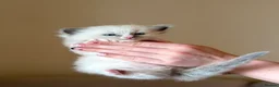 Ragdoll cats for sale: Exceptional Quality Ragdoll Kittens  - Advert 16