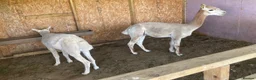 Alpaca livestock for sale: Two boys alpacas  - Advert 1