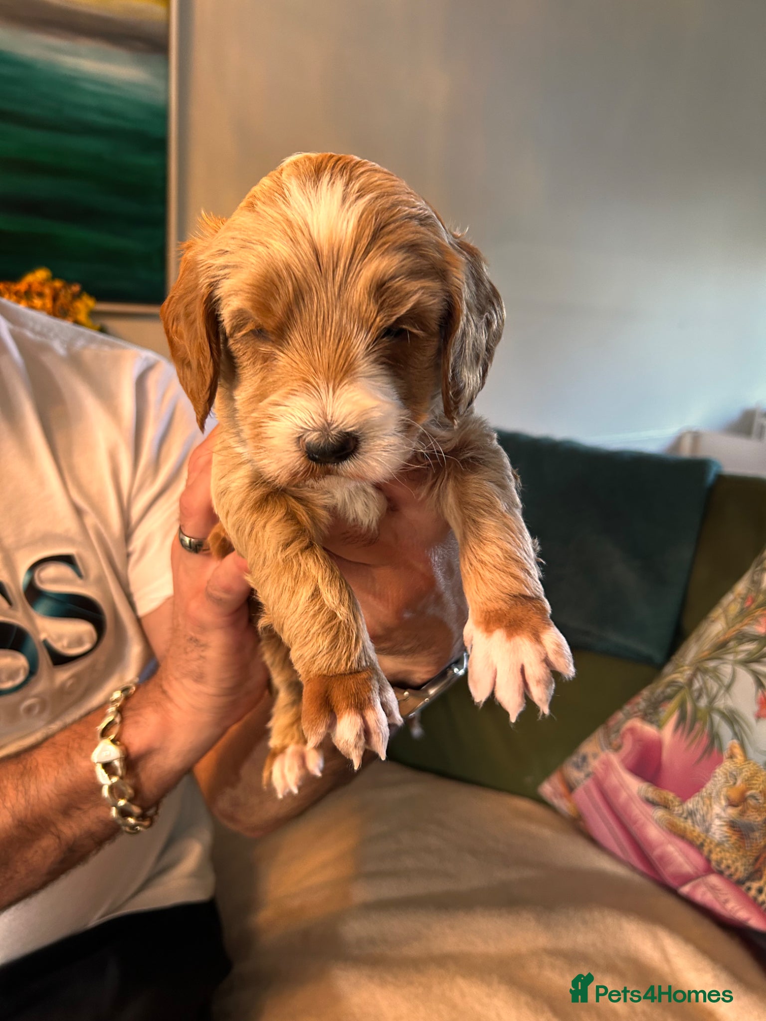Australian Labradoodle dogs Australian labradoodle puppies  - Advert 2