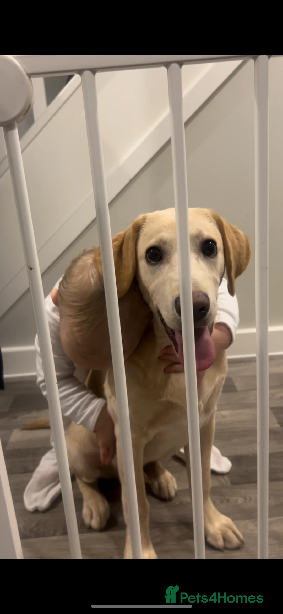 Labrador Retriever dogs for sale: Buddy - Advert 4