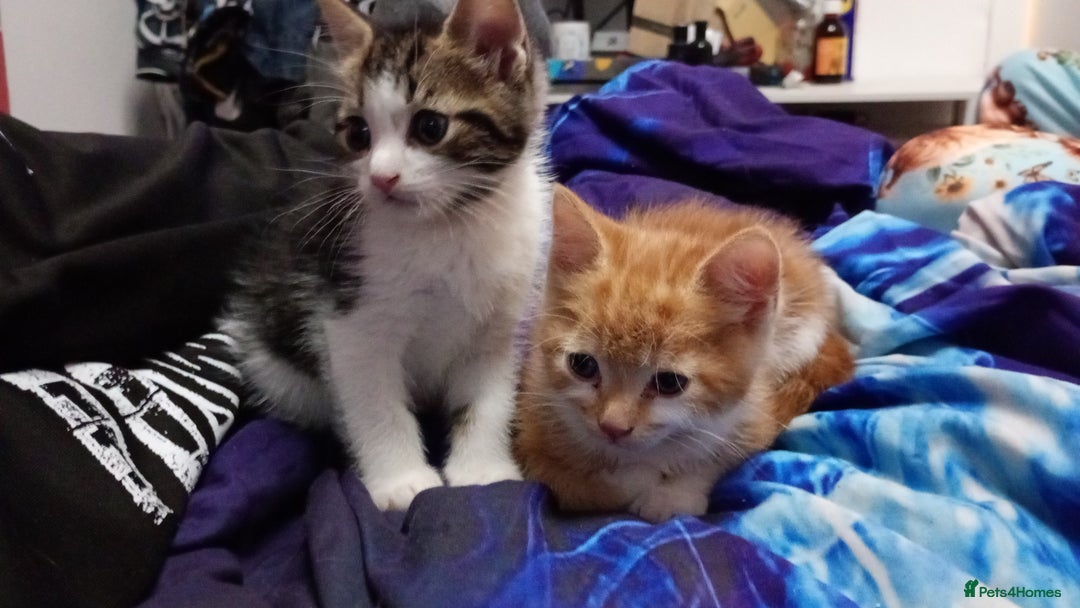 Mixed Breed cats for sale: Kittens  - Advert 1