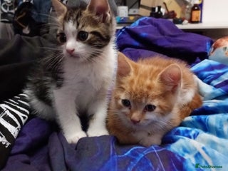 Mixed Breed cats Kittens - Advert 1