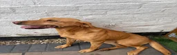 Labrador Retriever dogs for sale: 🧡 Female Fox Red Labrador 🧡  - Advert 4