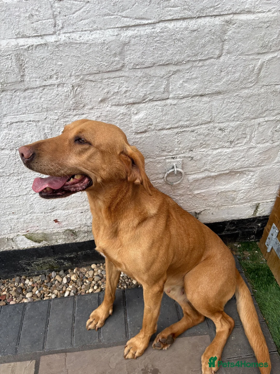 Labrador Retriever dogs for sale: 🧡 Female Fox Red Labrador 🧡  - Advert 4