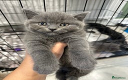 British Shorthair cats for sale: LAST TWO BRITISH SHORT HAIR BOYS FOR SALE - Image 5