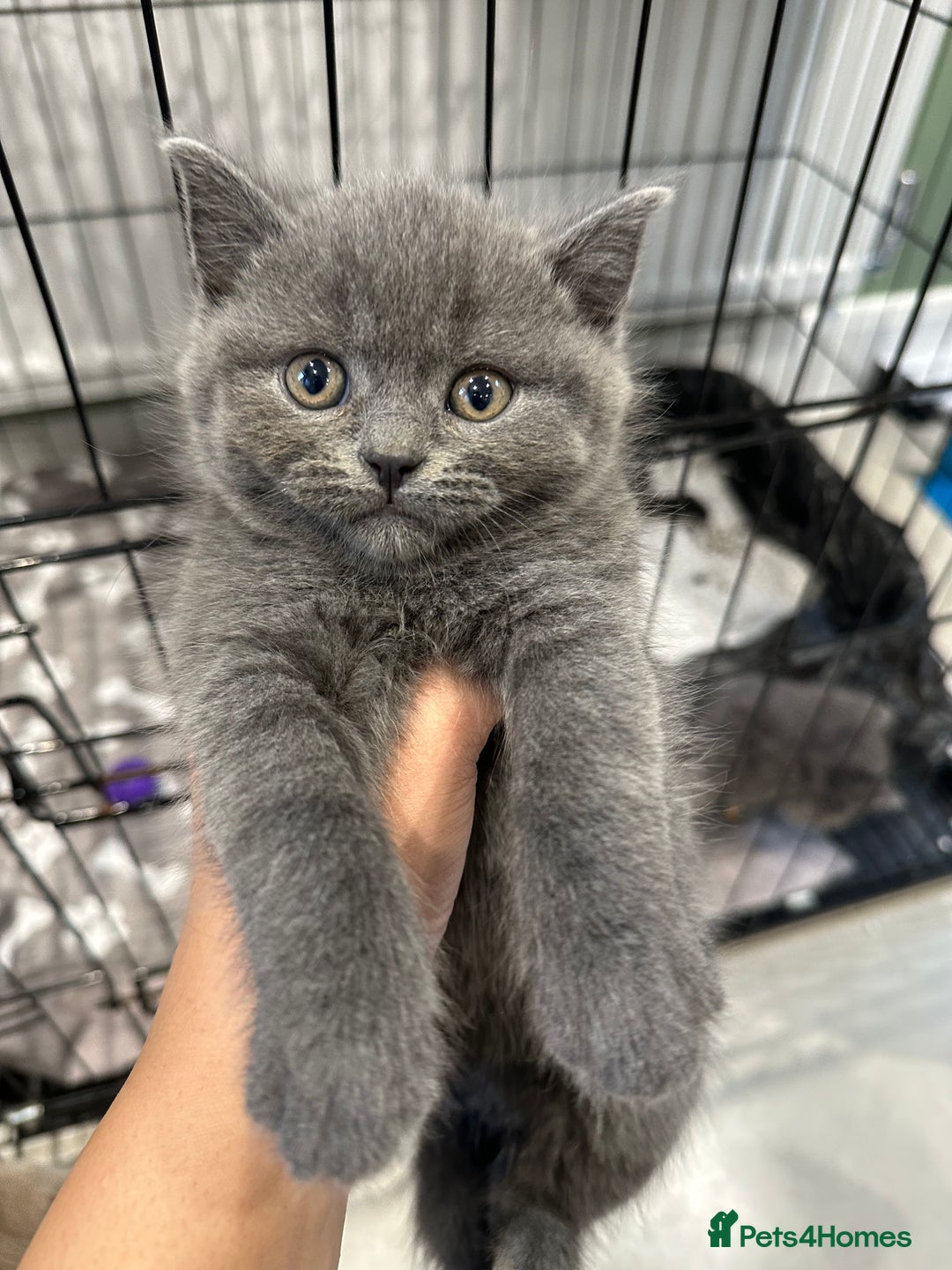British Shorthair cats for sale: LAST TWO BRITISH SHORT HAIR BOYS FOR SALE - Image 5