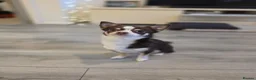 Chihuahua dogs for stud: Reggie-Quality Stud (Champion Breeding Background) - Advert 11