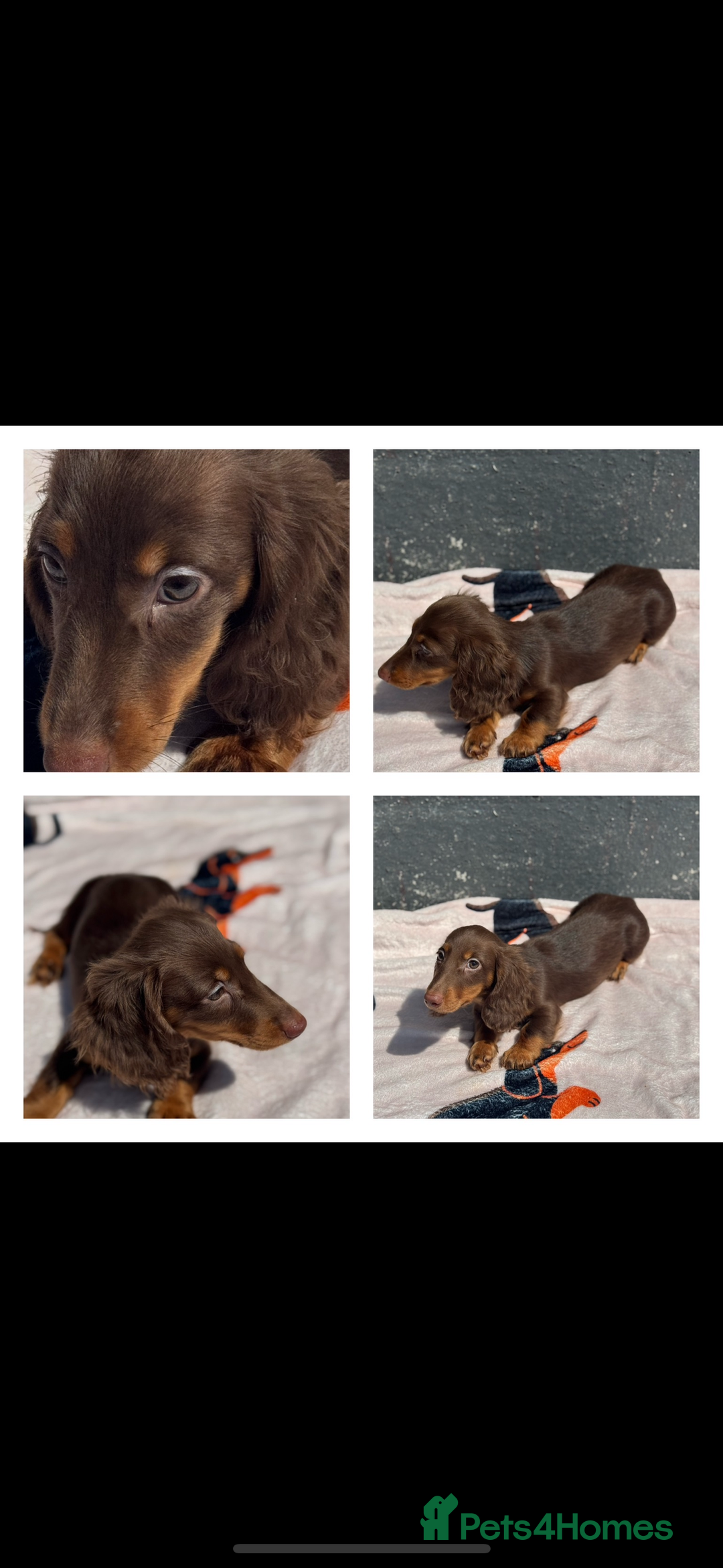 Miniature Dachshund dogs for sale: 2 gorgeous fluffy boys  - Image 3