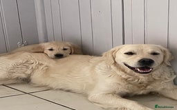 Golden Retriever dogs for sale: KC Reg show line golden female  - Image 6