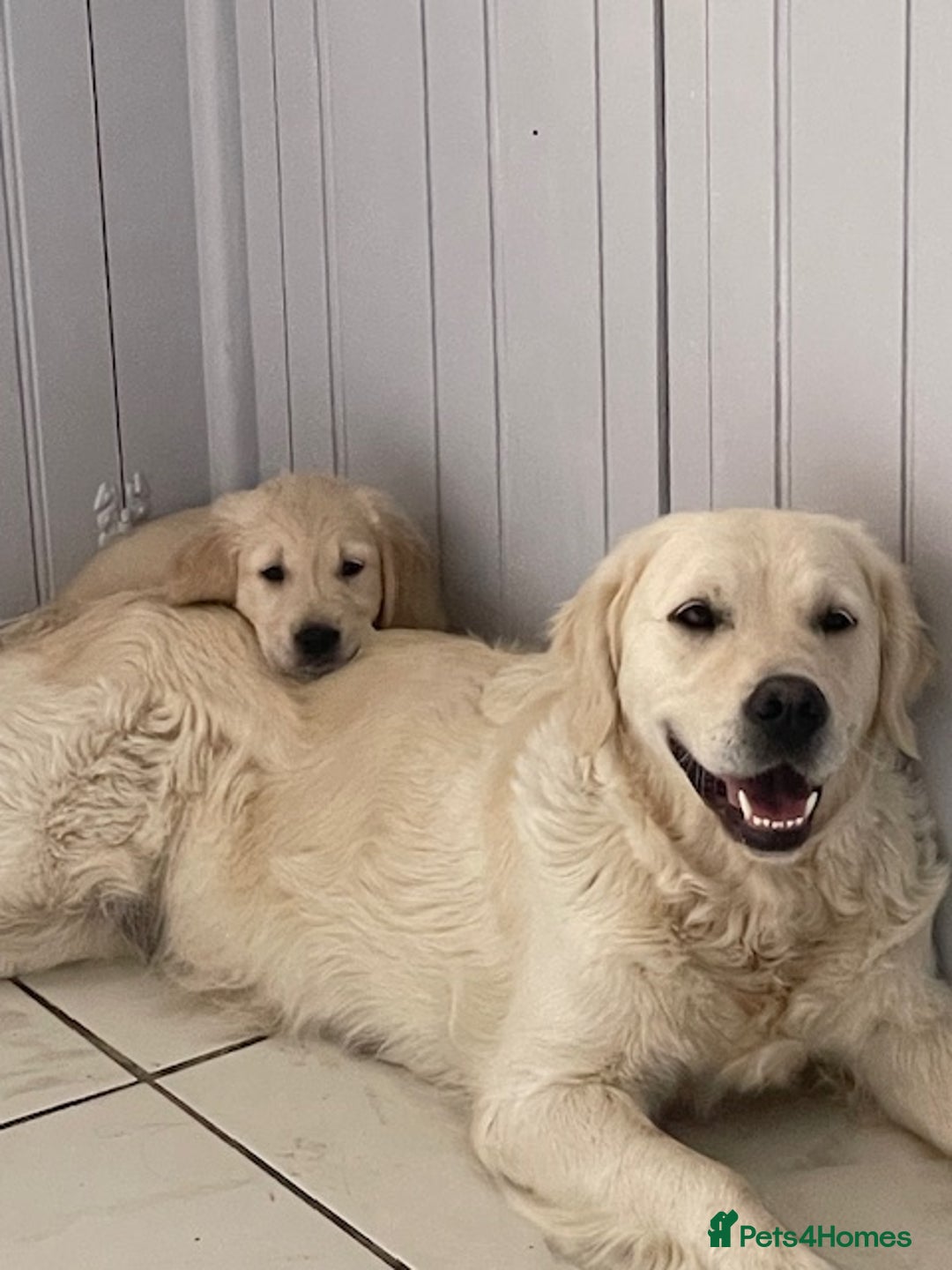 Golden Retriever dogs for sale: KC Reg show line golden female  - Image 6