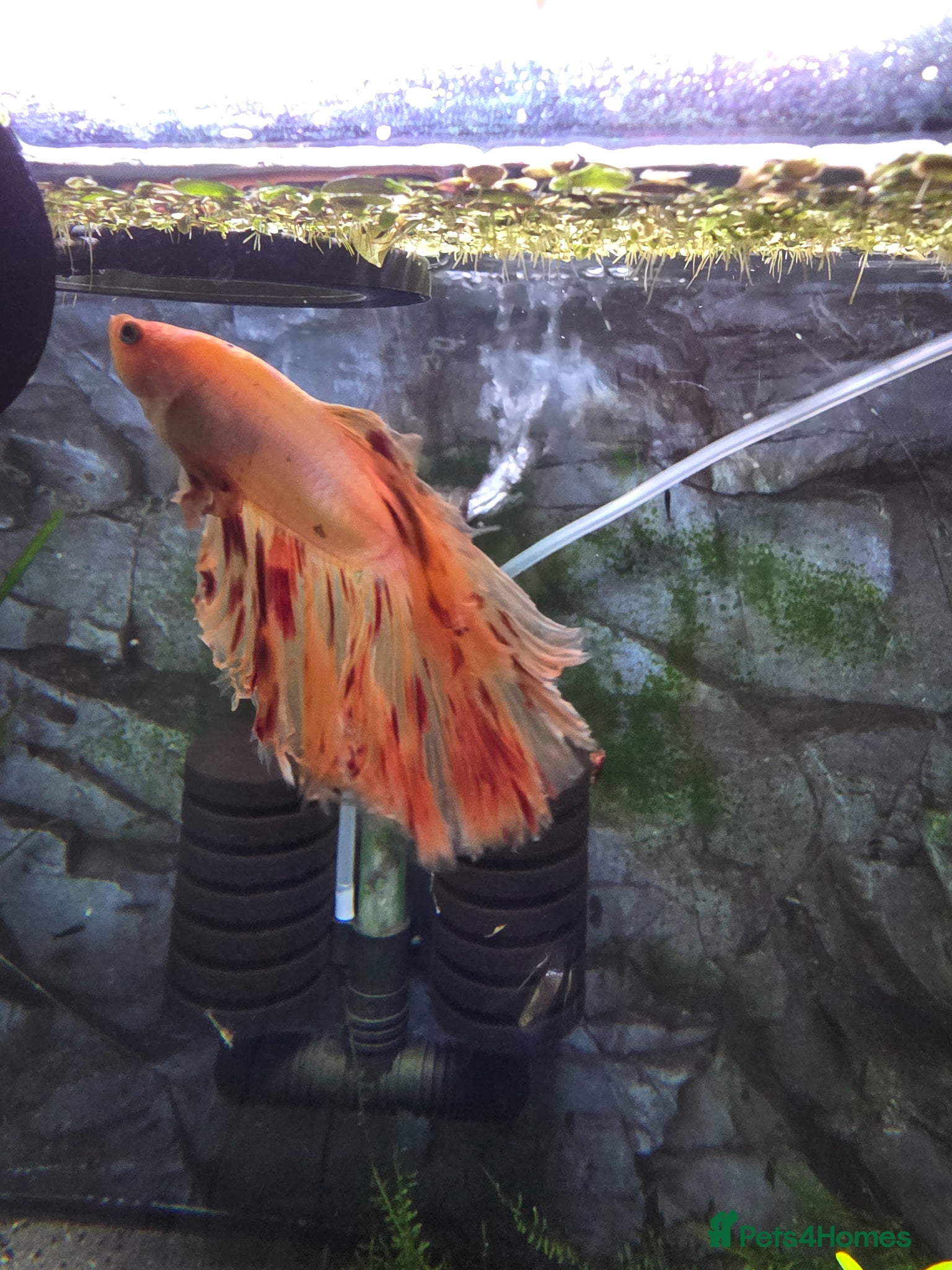 Bettas fish 40 Ltr betta and shrimps tank. - Advert 1