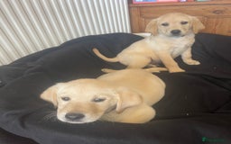 Labrador Retriever dogs for sale: Beautiful Andrex Labrador Puppy’s  - Image 23