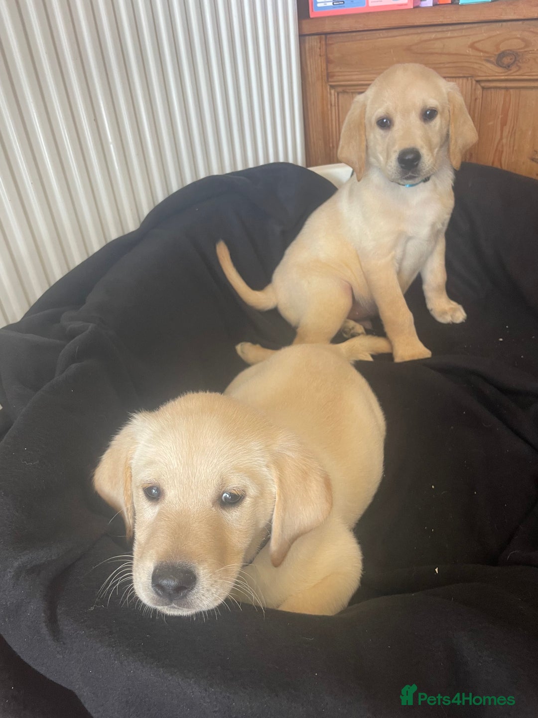 Labrador Retriever dogs for sale: Beautiful Andrex Labrador Puppy’s  - Image 23