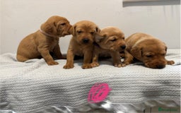 Labrador Retriever dogs for sale: Beautiful fox red puppies  - Image 10