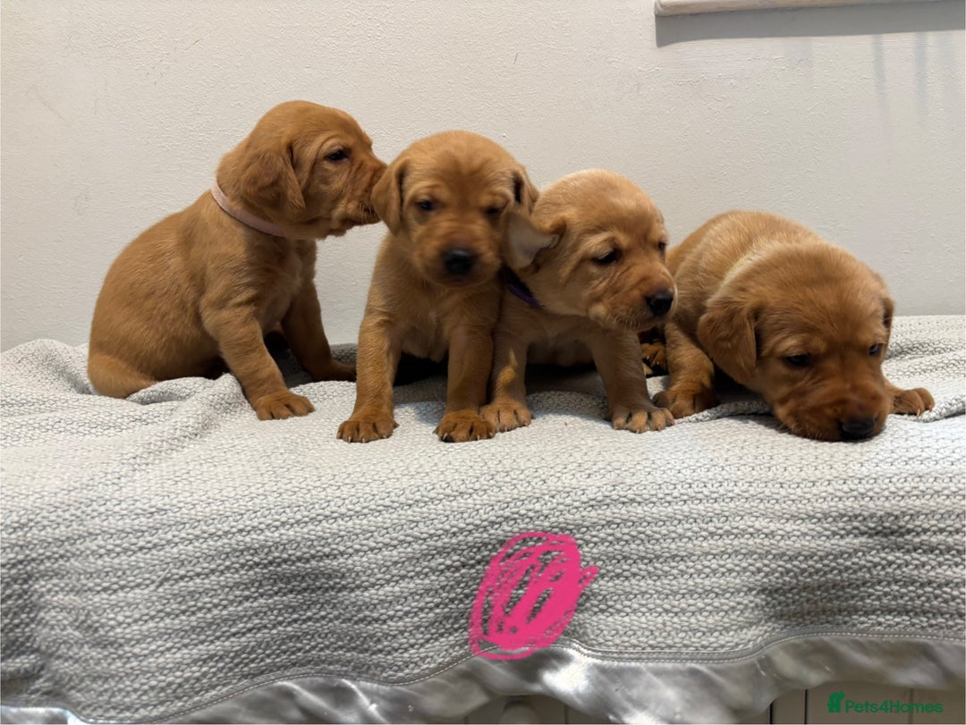 Labrador Retriever dogs for sale: Beautiful fox red puppies  - Image 10