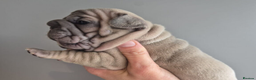 French Bulldog dogs for sale: Beautiful litter of French Bulldog Puppies in Southsea - Advert 4