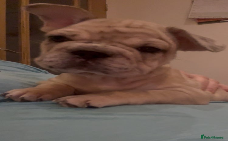 French Bulldog dogs - Advert 1