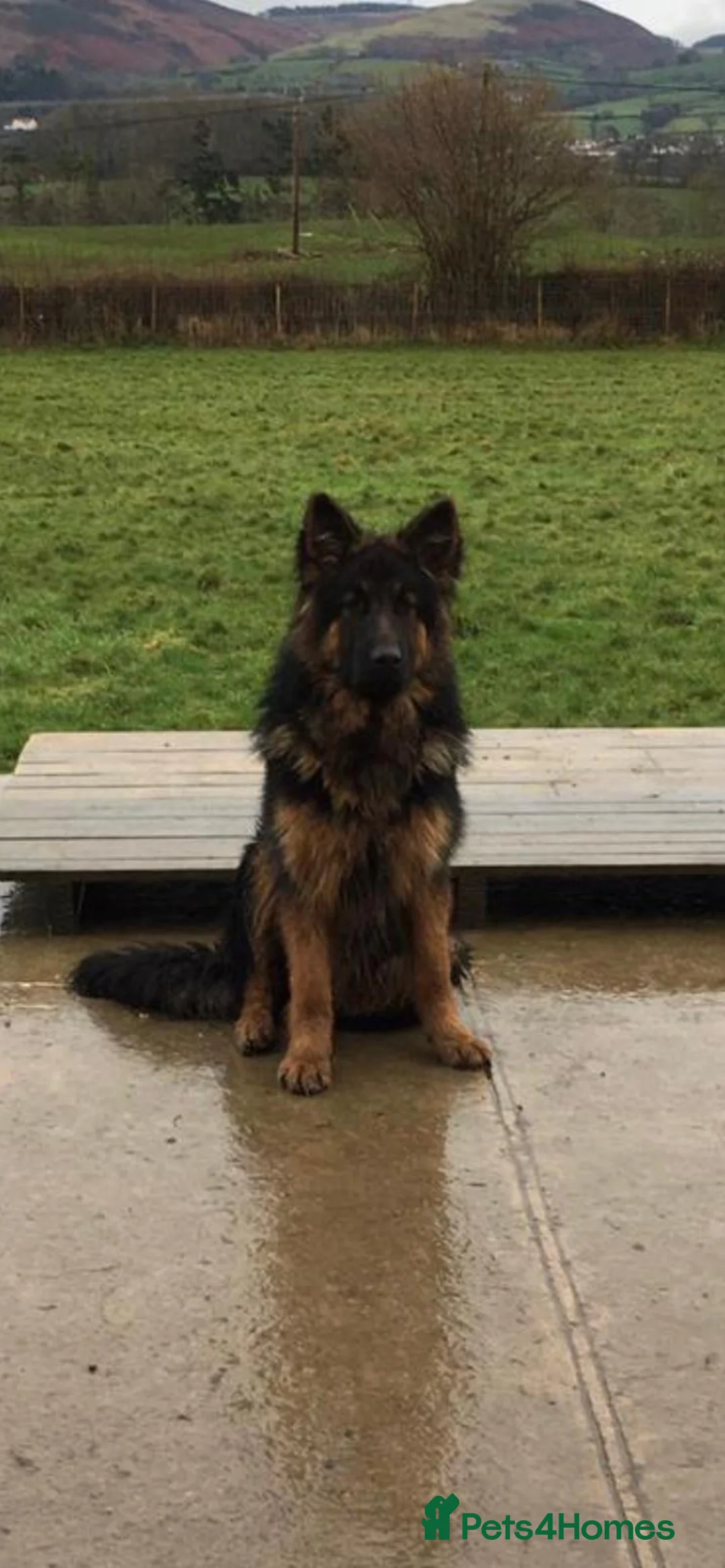 German Shepherd dogs for sale: German Shepherd Pups - just born 18.03 in Buxton - Advert 8