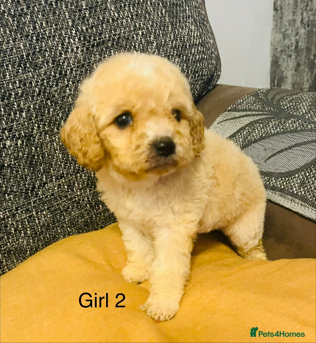Cavapoochon dogs for sale: Stunning Cavapoochon puppies  - Advert 1