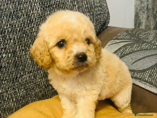 Cavapoochon dogs Stunning Cavapoochon puppies - Advert 6
