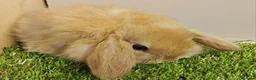 Mini Lop rabbits for sale: Beautiful friendly VHD vaccinated Mini Lop babies - Advert 5