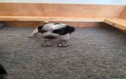 Cocker Spaniel dogs for sale: 🐾 Working Cocker Spaniel Puppies for Sale £800  - Image 35