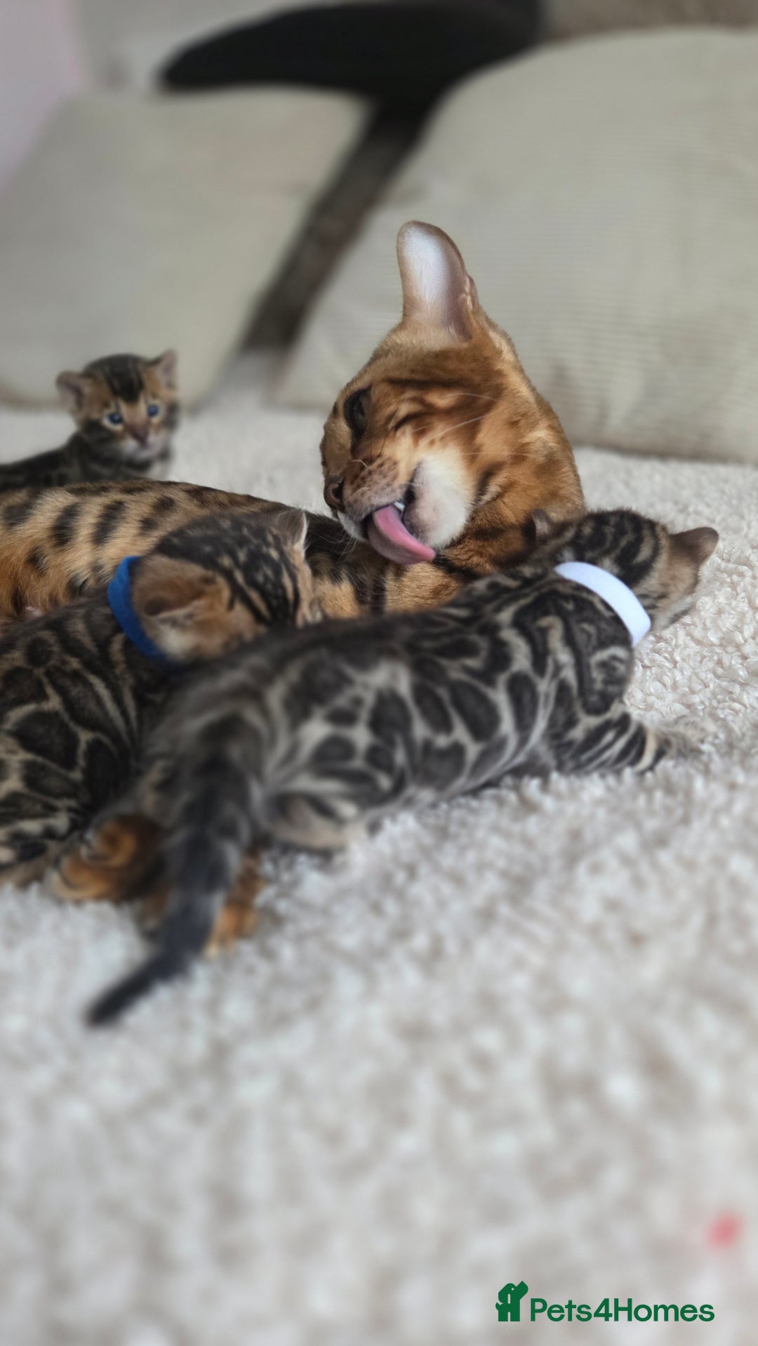 Bengal cats for sale: Georges Tica registered Bengal kittens  - Advert 3