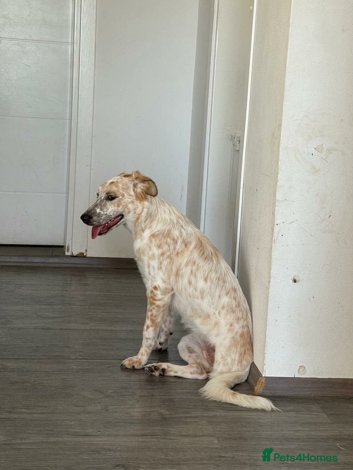 English Setter dogs Kinali - Advert 10