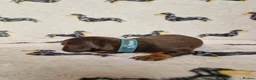 Miniature Dachshund dogs for sale: Beautiful home-reared Miniature Dachshund Puppies - Advert 3