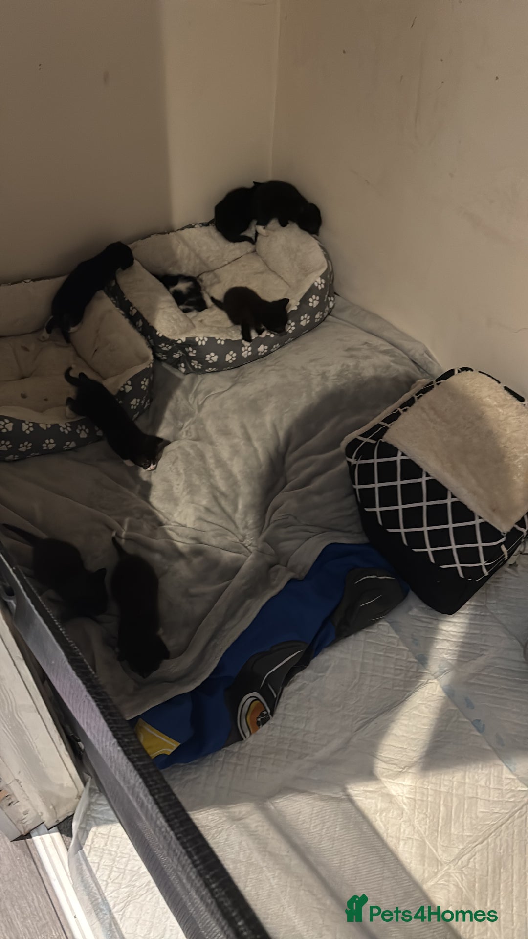 Mixed Breed cats for sale: Beautiful Black & White Kittens  - Image 3