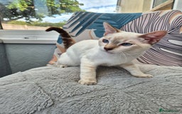 Snowshoe cats for sale:  pedigree Tica reg  snowshoes  READY NOW - Image 20