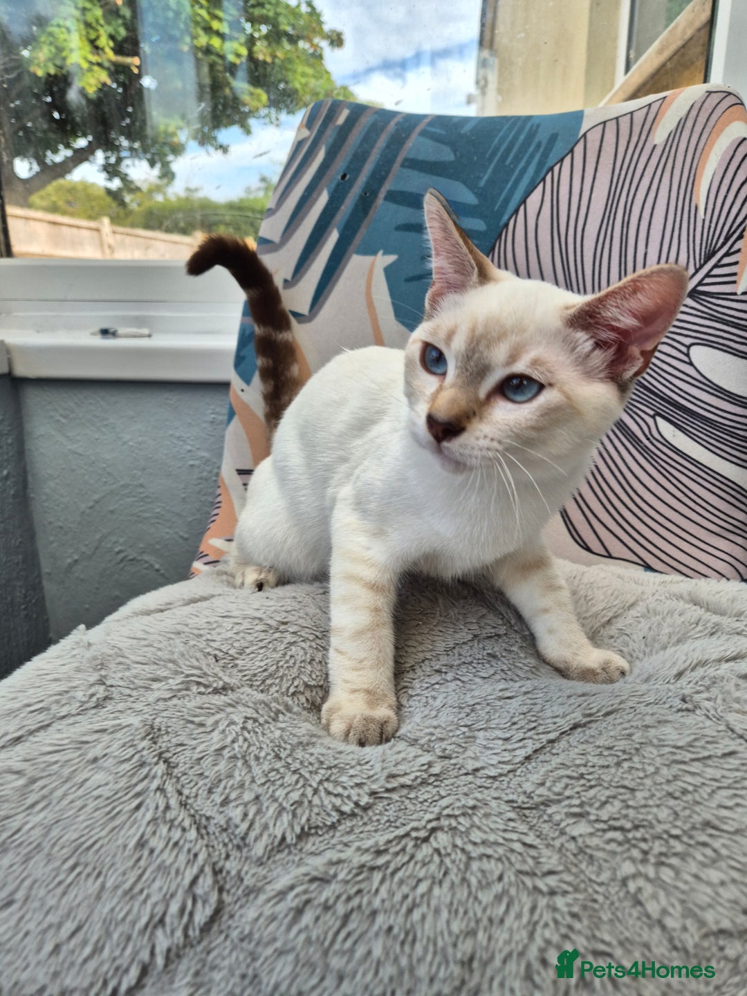 Snowshoe cats for sale:  pedigree Tica reg  snowshoes  READY NOW - Image 20