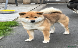 Japanese Shiba Inu dogs for sale: Curfts Qualified Stud For Sale - Very Experienced - Image 5