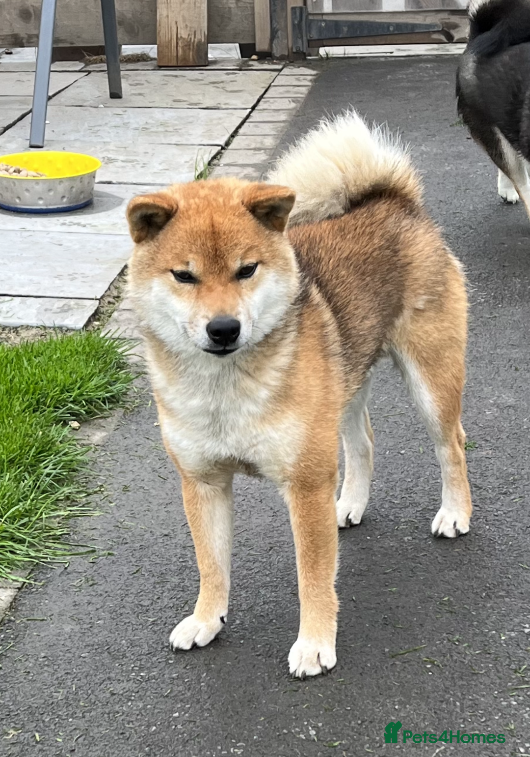 Japanese Shiba Inu dogs for sale: Curfts Qualified Stud For Sale - Very Experienced - Image 5