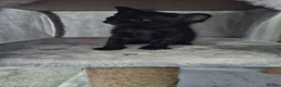 Sphynx cats for sale: Rare Sphynx x Donskoy kittens  - Advert 11