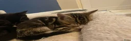 Mixed Breed cats for sale: 2 tabby boys & 1 black & white girl kittens  in Wakefield - Advert 3