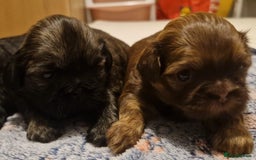 Shih Tzu dogs for sale: Imperial Shih Tzu - Image 9