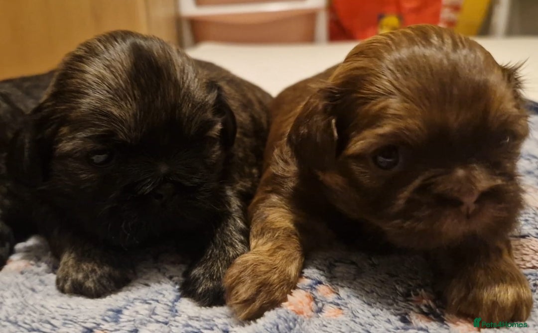 Shih Tzu dogs for sale: Imperial Shih Tzu - Image 9