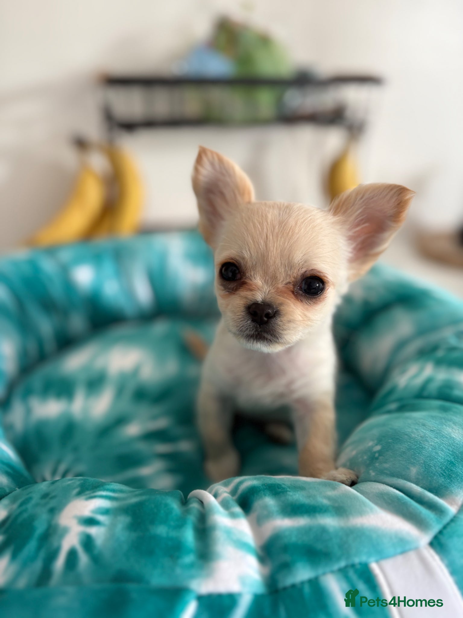Chihuahua dogs Beautiful teacup baby looking for forever home  - Advert 2