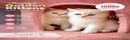 British Shorthair cats for sale:  Golden Shaded NY11 British Shorthair Longhair - Advert 13